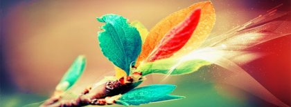 Color Branch Coll Fb Cover Facebook Covers